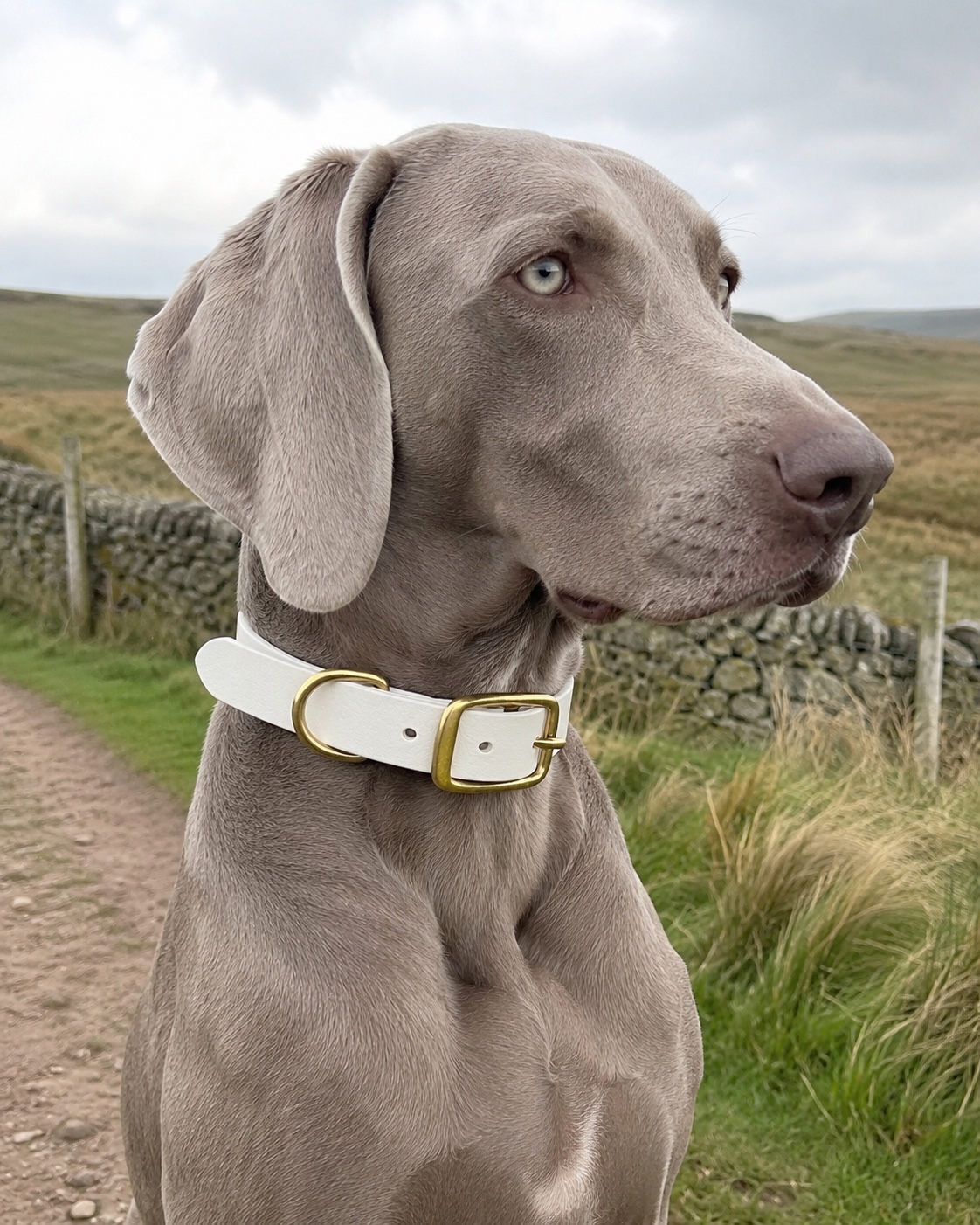 White Dirty Leeds® dog collar worn by a blue-grey Weimaraner outdoors.